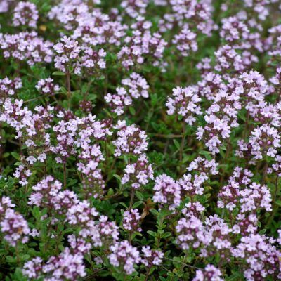 2024_06_12_19_05_50---thym-commun-leaderplant.jpg