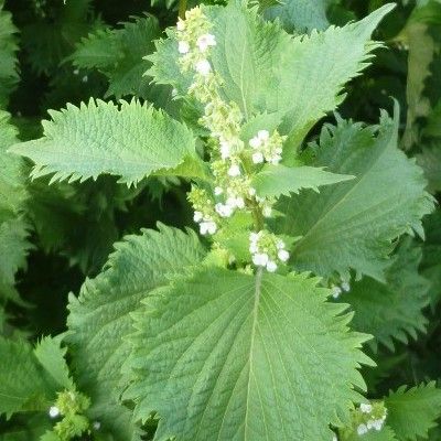 2024_06_12_19_06_37---perilla-vert-nankin-shiso1.jpg