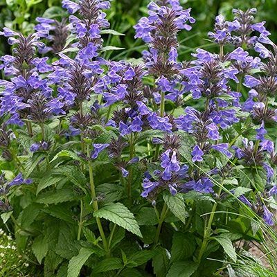2024_06_12_19_09_16---nepeta-neptune1.jpg
