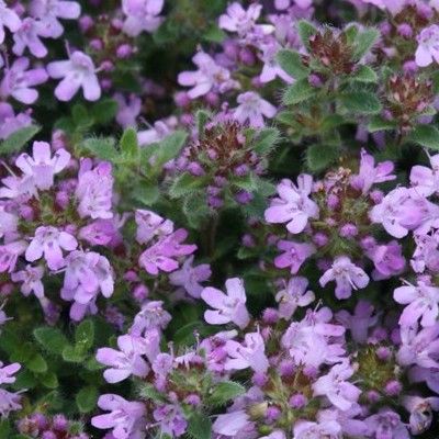 2024_06_12_19_09_51---thym-woody1.jpg