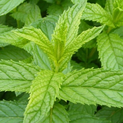 2024_06_12_19_10_56---menthe-poivree1.jpg