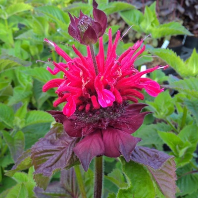 2024_06_12_19_11_29---monarda-bee-happy15.jpg