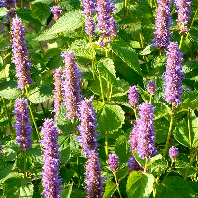 2024_06_12_19_11_56---agastache-reglisse1_2.jpg