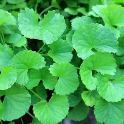2024_06_12_19_12_30---centella-asiatica1_2.jpg