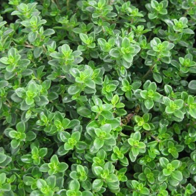 2024_06_12_19_46_12---thym-citron3.jpg