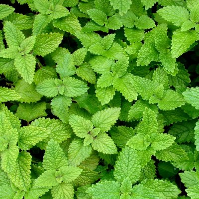 2024_06_12_19_46_41---melisse-aromatique-feuillage-leaderplant.jpg