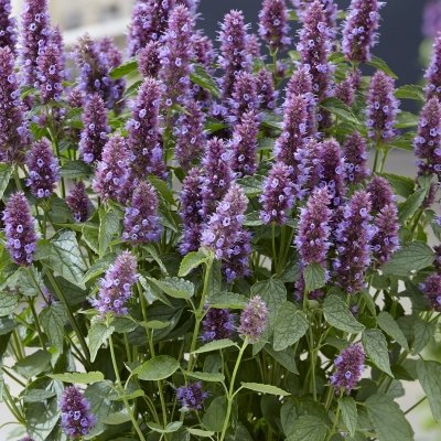 2024_06_12_19_47_19---agastache-beelicious-purple1.jpg