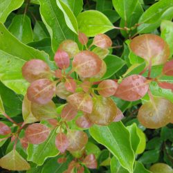 2024_06_12_19_47_47---cinnamomum-camphora_1.jpg