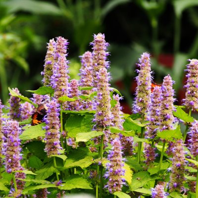 2024_06_12_19_48_12---agastache-golden-jubilee-leaderplant.jpg