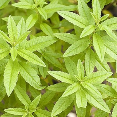 2024_06_12_19_48_51---verveine-citronnelle.jpg