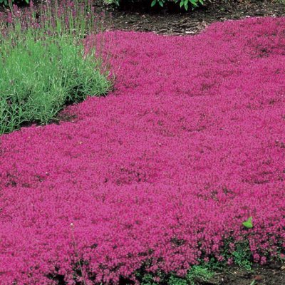 2024_06_12_19_50_25---thym-creeping-red2_2.jpg