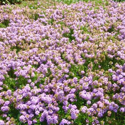 2024_06_12_19_51_24---thymus_nitens-wb-aromatiques-_gout-potager-sante-allelo-leaderplant-compressed_2.jpg
