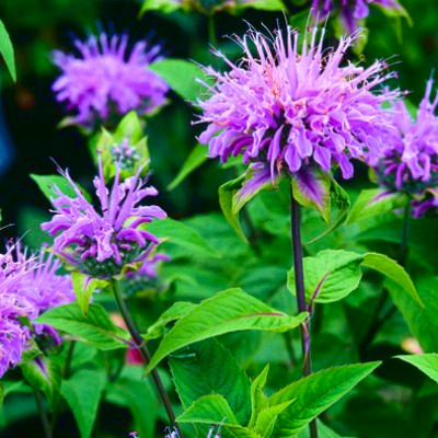 2024_06_12_19_51_50---monarde-fistuleuse1_3.jpg