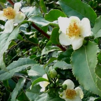 2024_06_12_19_52_44---camelia-sinensis-1.jpg