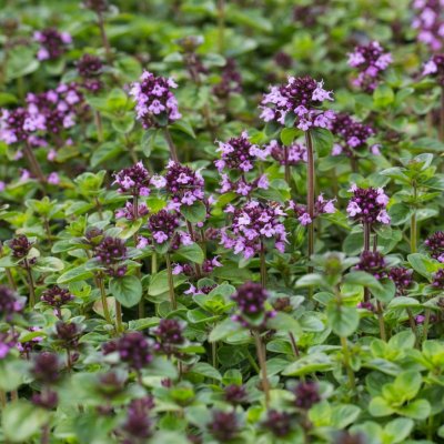 2024_06_12_19_53_07---thym-tabor-floraison-leaderplant.jpg