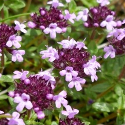 2024_06_12_19_55_02---thymus_serpyllum_leaderplant_fleurs_1__1.jpg