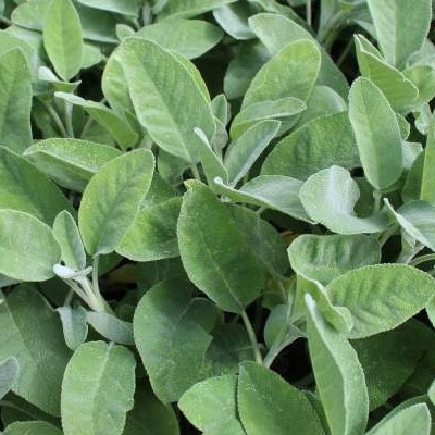 2024_06_12_19_56_20---sauge-officinale.jpg