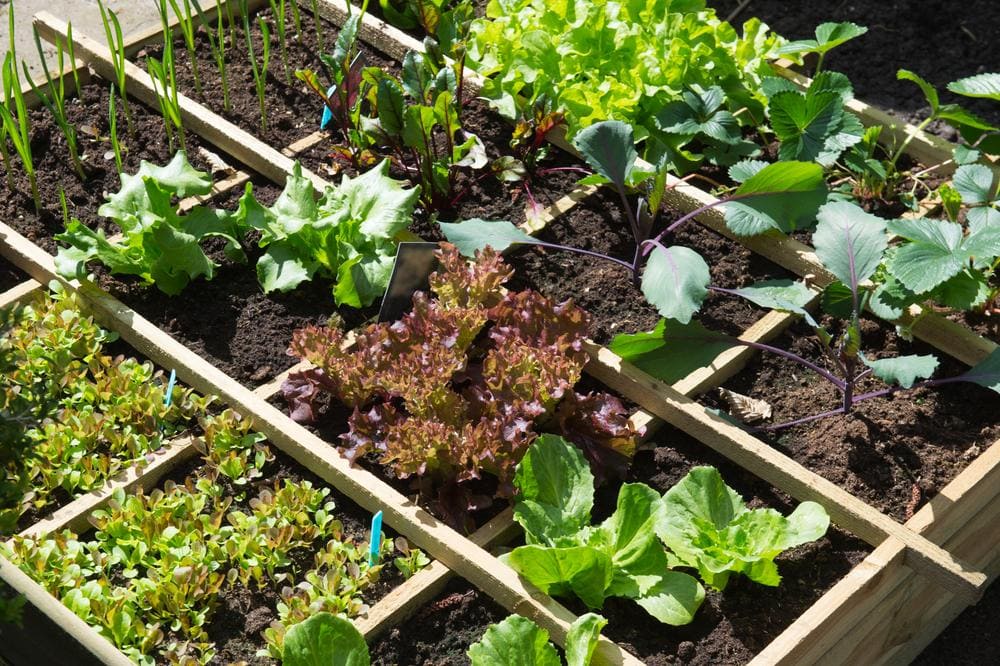 Image de Le Jardin Secret